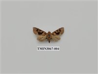 藏品(夜蛾828)的圖片